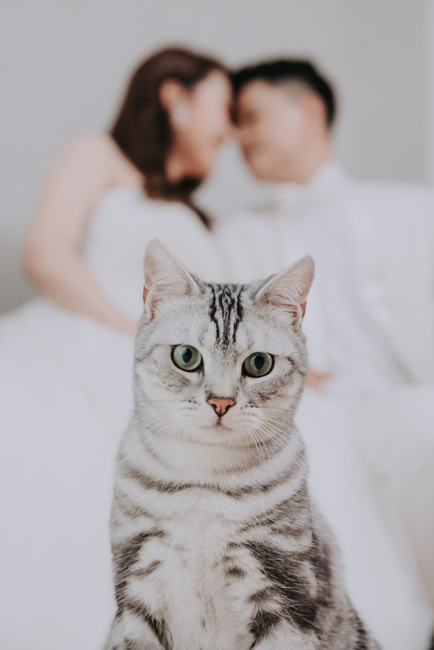 一對新婚夫妻和他們最愛的花貓一起拍婚紗照，貓咪吃醋